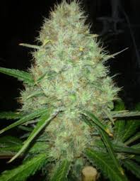 White Widow Premium Cannabis Seeds Market