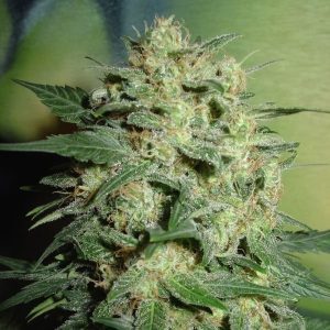 Northern Lights Premium Cannabis Seeds
