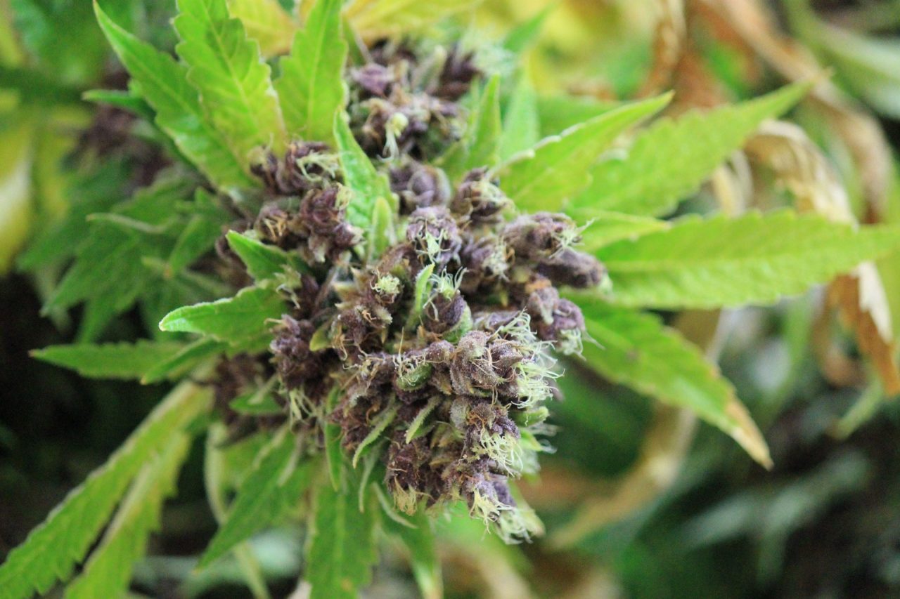 best cannabis seeds for indoor growing
