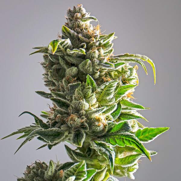 pineapple express cannabis plant