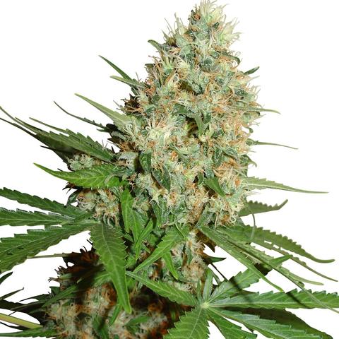 trainwreck cannabis strain