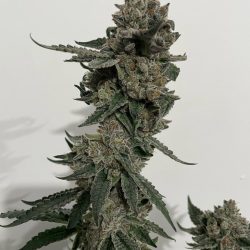 Gorilla Glue • Premium Seed Market