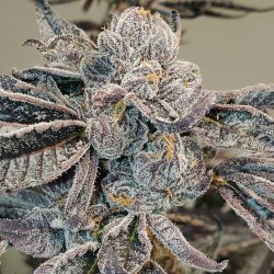 Gorilla Glue • Premium Seed Market