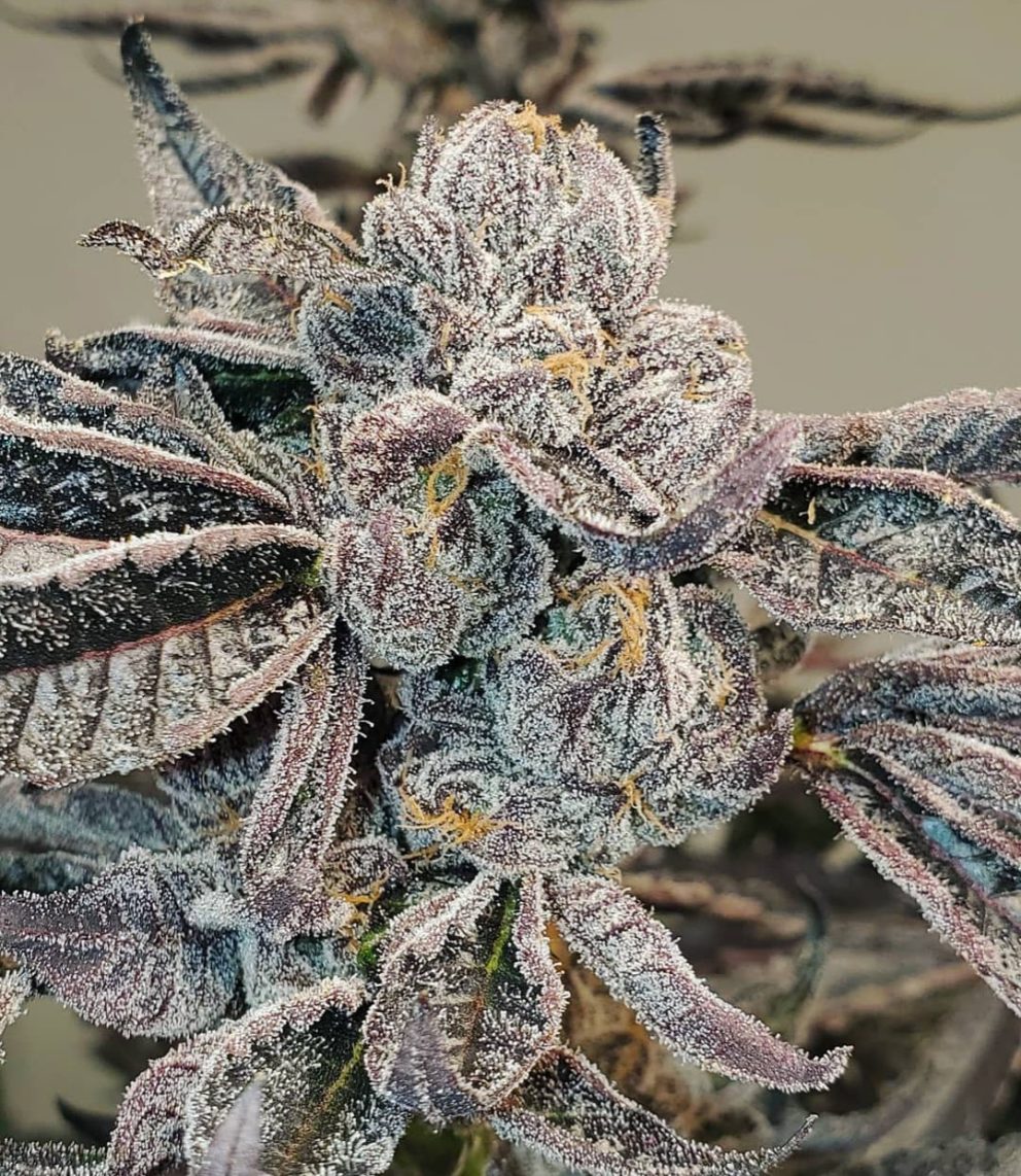 gruntz cannabis flower