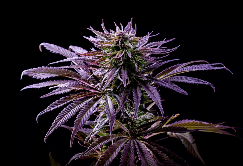 purple diesel daze cannabis plant