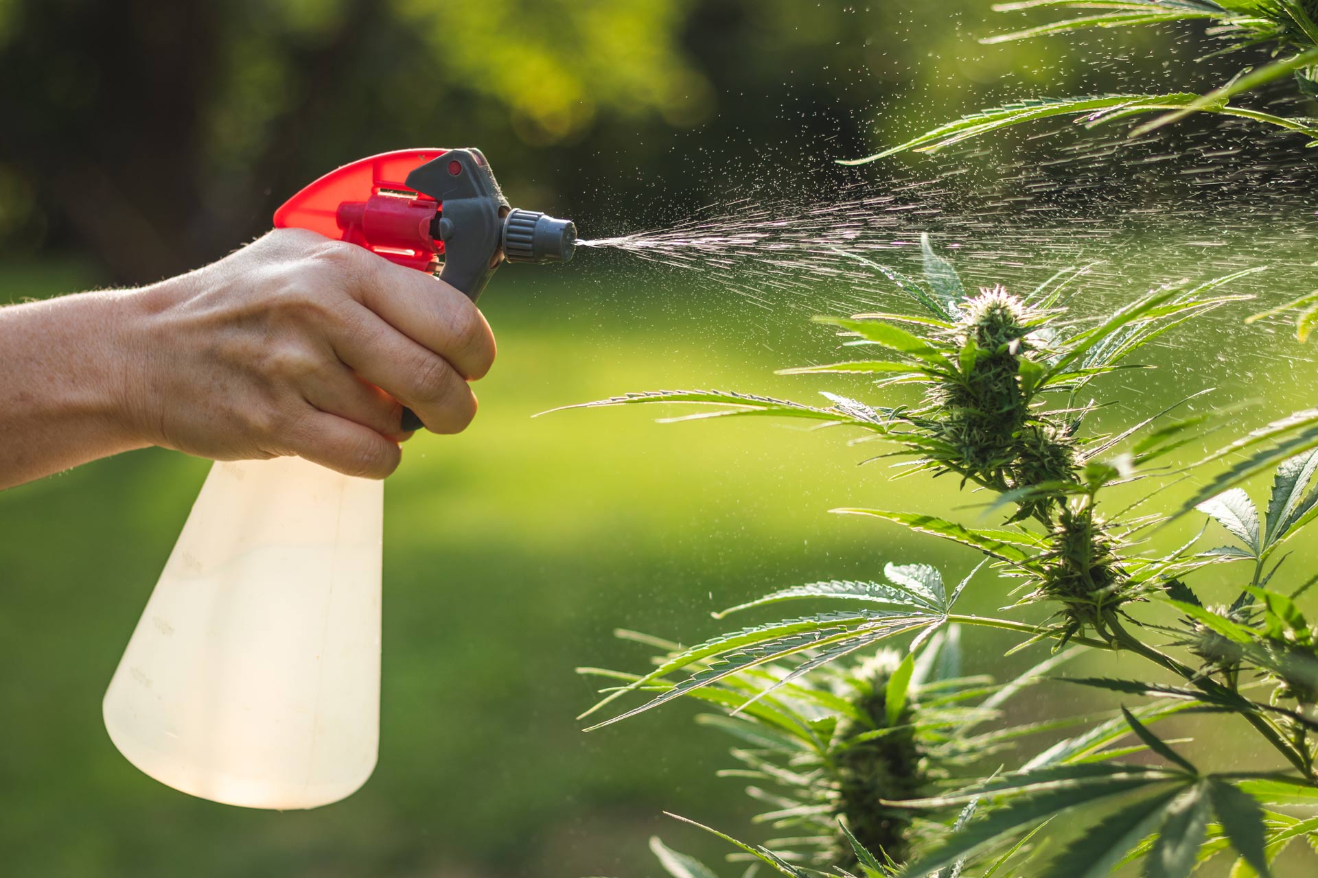 cannabis plants sprayed pest control