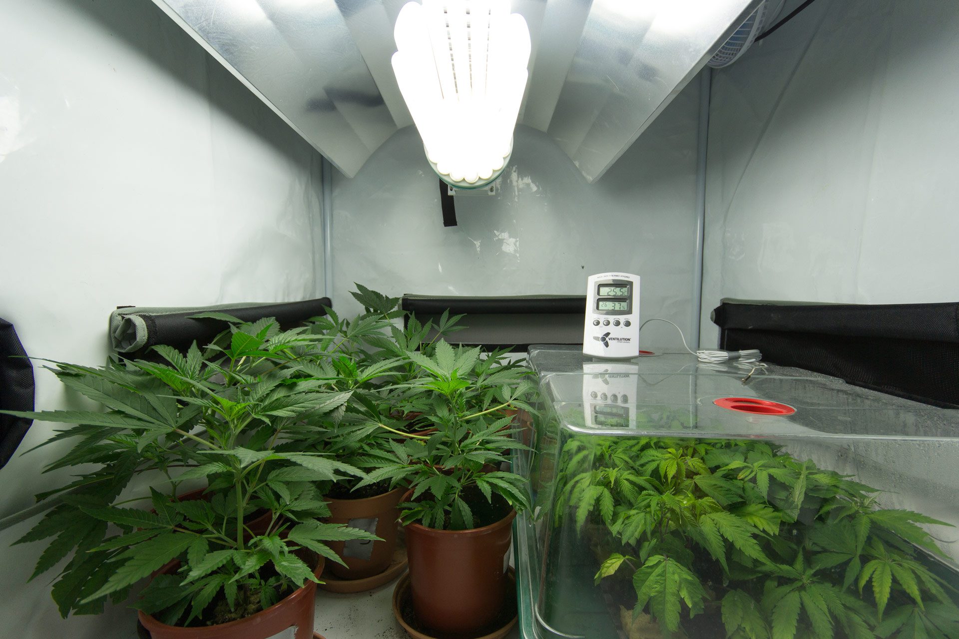 indoor cannabis cultivation room