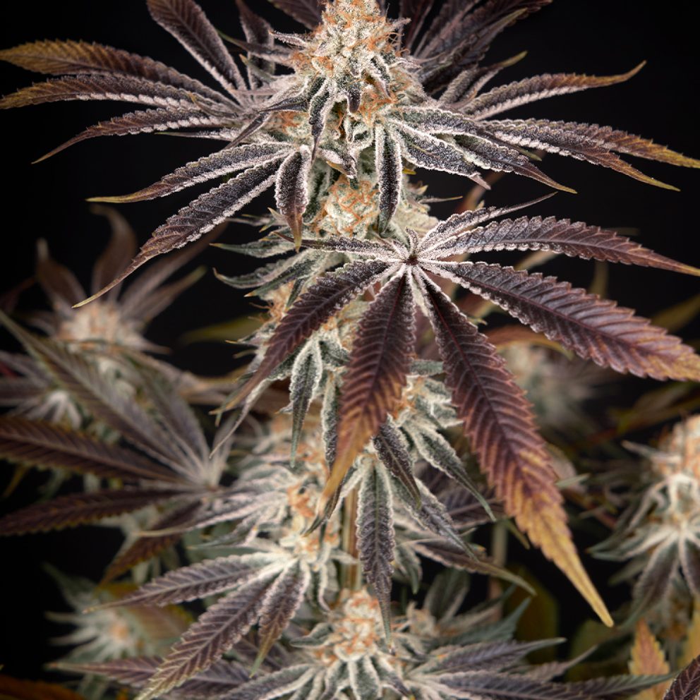 dark phoenix cannabis strain flower