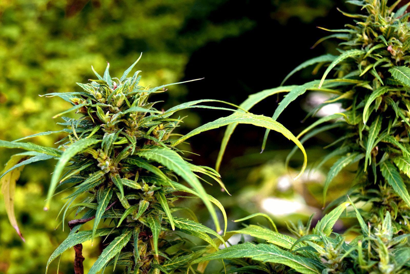 green cannabis plant selective focus photography