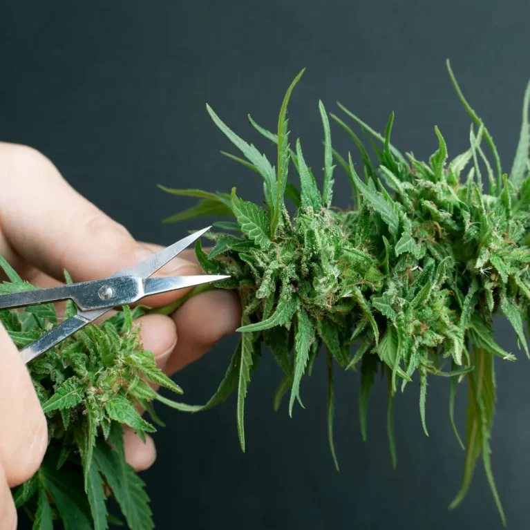 order cannabis seeds online