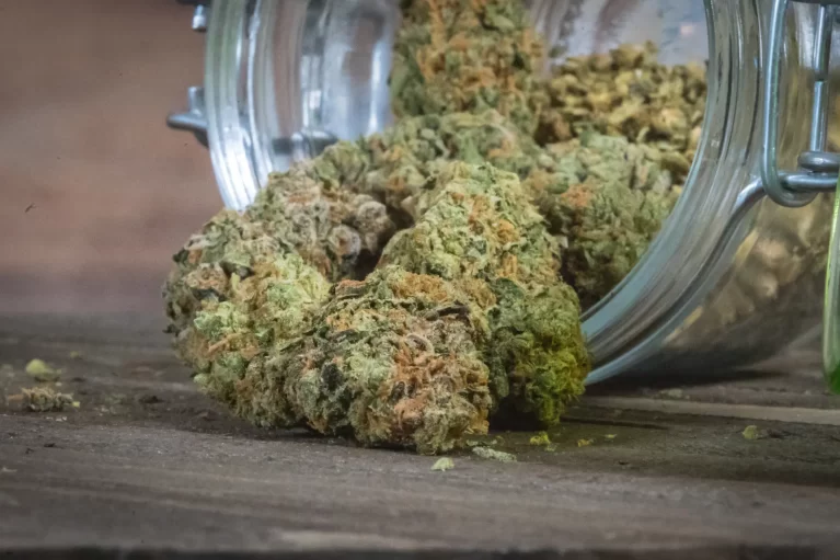 High-Yield Cannabis Seed