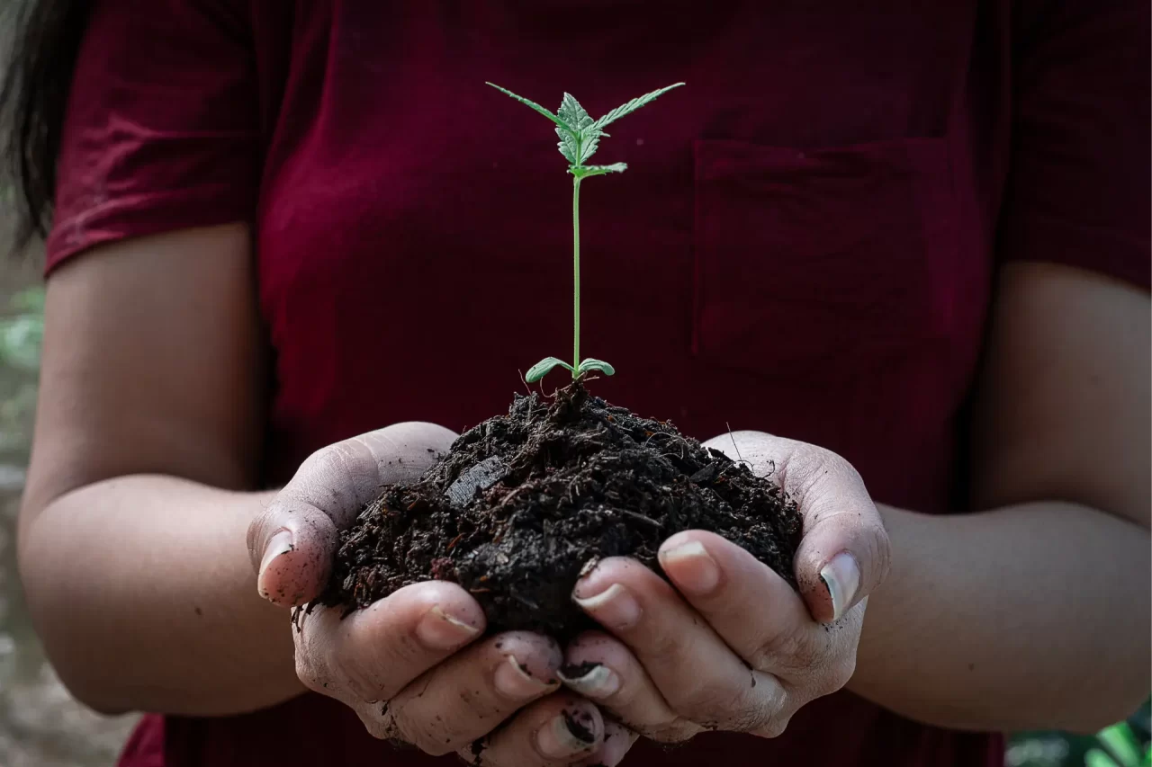 feminized indica seeds