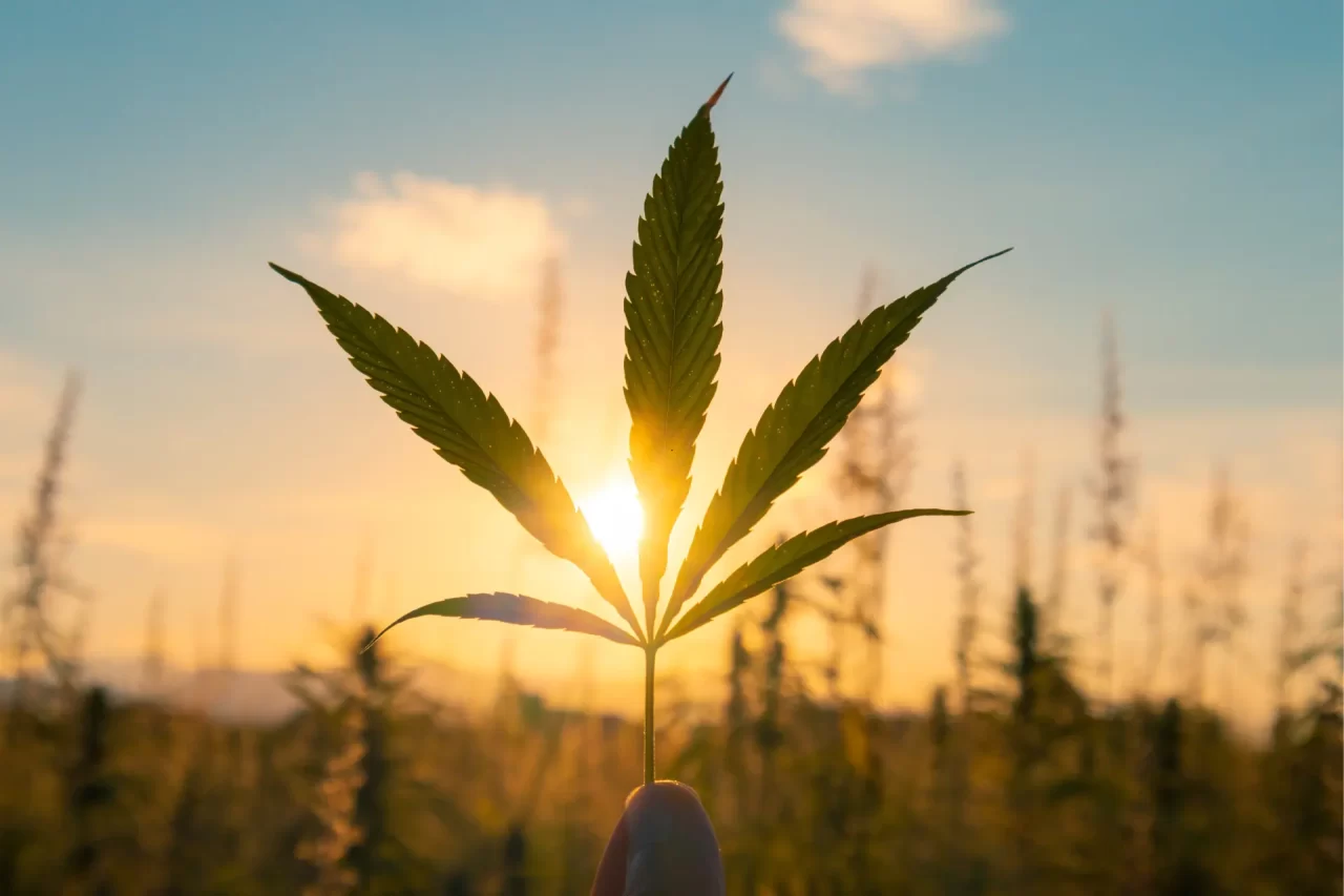 truffle icing cannabis